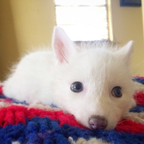 boredpanda:    The Internet’s Cutest Snow-White Fox Is Growing Up  