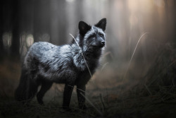 everythingfox: Silver Fox in Gubin, Poland Photo by  Iza Łysoń   