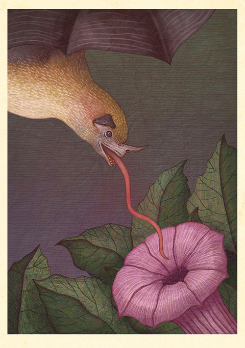 BATS! A series of illustrations created for the Earth Touch / Smithsonian Channel documentary CRAZY 