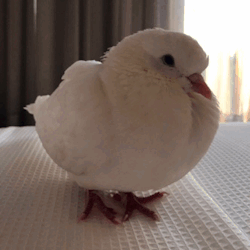 pigeonmiu: Melting snowball, pigeon edition