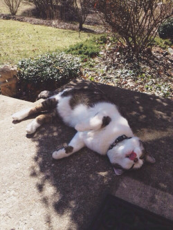 awwww-cute:  My cat probably spends 99% of summer in this exact position