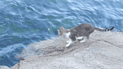 gifsboom:  Gato atrapa pescado 