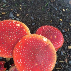 fawnbro:  floozys:  mushroom fandom, why are these mushrooms in my garden?  a) why does every picture you post make wales look like a beautiful mythical fairy country? b) can i come live with you in wales. 