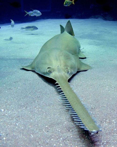 There has been much speculation as to the purpose of the sawfish’s saw.  Speculation was 