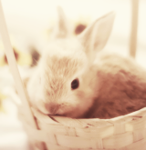 balfie:  The things i love most | Bunnies 