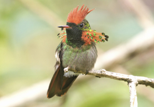 Tufted coquette (Lophornis ornatus)