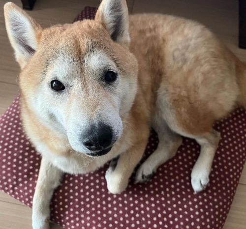 座布団の上の犬 #shiba #shibainu #shibadog #shibastagram #しばいぬ #柴犬 #どいてと言われたらどく姿勢 #今はどかなくてよい #パソコン前https:/