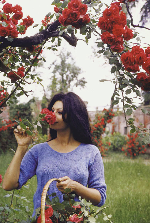 vintagegal: Sophia Loren photographed by Alfred Eisenstaedt in her garden at her villa in Rome,