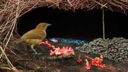 dichotomized:  Vogelko Gardener Bowerbird