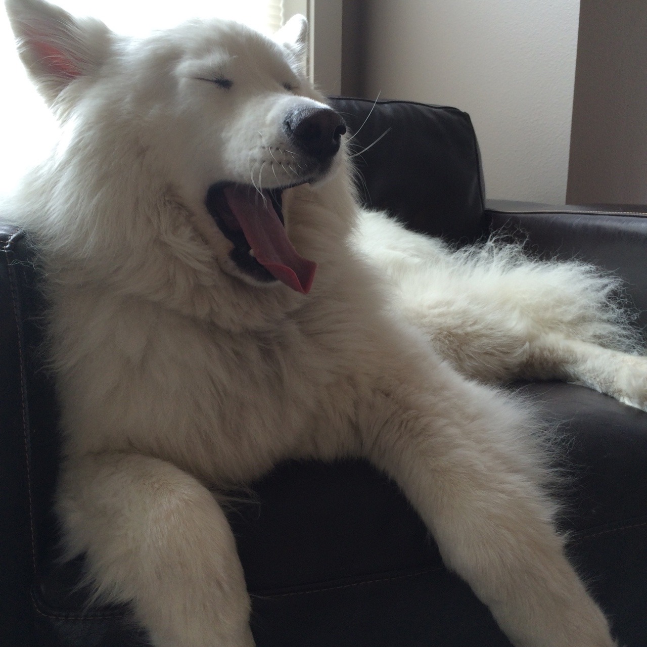 skookumthesamoyed:  Skookie the Tired Guy