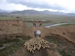 fotojournalismus:  A herder drives his sheep through a gate of the Yongtai ancient town in Jingtai county, China on June 20, 2015. (Reuters)