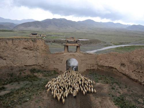 fotojournalismus:A herder drives his sheep through a gate of the Yongtai ancient town in Jingtai cou