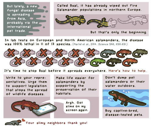 birdandmoon:  Here’s a new comic about saving our amphibian pals! Learn more at