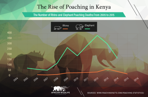 EXCLUSIVE: RHINO POACHING IN AFRICA SPIKED BY 9,000 PERCENT IN SEVEN YEARS, DEVASTATING REPORT SHOWS