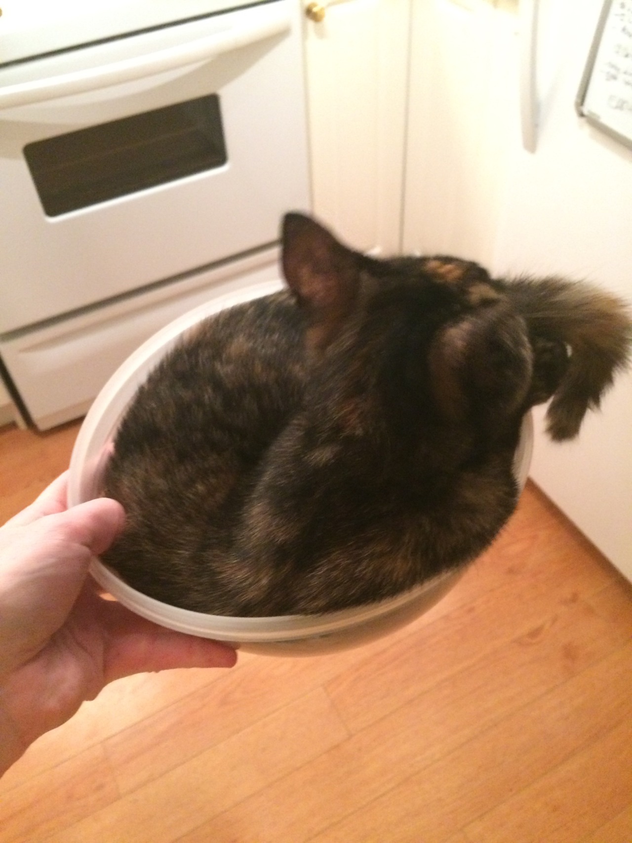 fartgallery:  Cera got in this bowl and won’t get out