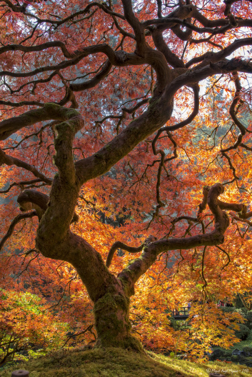 painting-a-picture:  handa:  500px: - Dragon by Miguel Angel Moñino Fernández  #magical #tree  i want to climb that