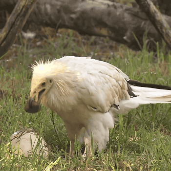 sdzoo:Only a few animal species use tools and the Egyptian vulture is one of them. Egyptian vultures