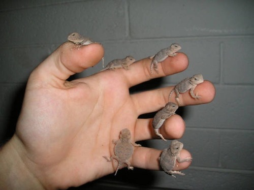 rate-my-reptile:These Hannds……………………