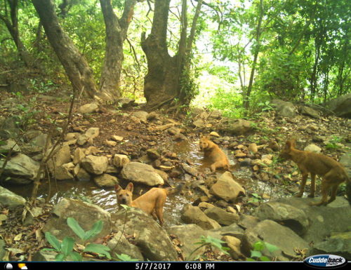 trailcams:source