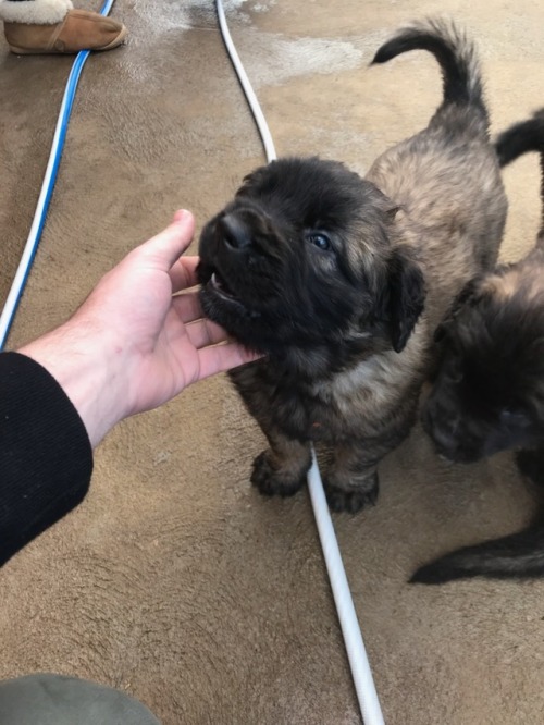 Met Atticus&rsquo; new sister and her littermates and mum! Only 4 more weeks until she comes hom