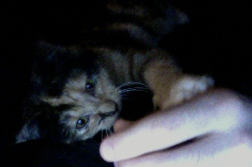 ghostbongweedofthesamurai: small friend the kitten is now actively soliciting to be picked up and ca