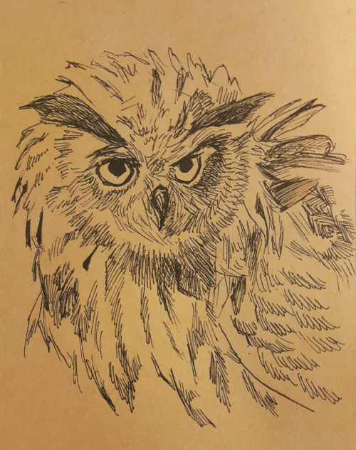 tofuthebold: Eurasian Eagle Owl – in honor of the owl in Link’s Awakening remake, which 