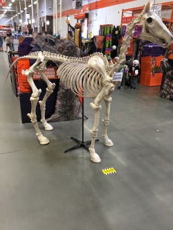 kaijutegu:  flabbergasted-and-inspired:  wintercoffin:  kaijutegu:  allisonpregler:  upstartgeek:  Ok real talk WHO is going to shell out 200+ dollars for this almost life size horse skeleton  Originally posted by haha-suck-my-ass  me, actually  can you