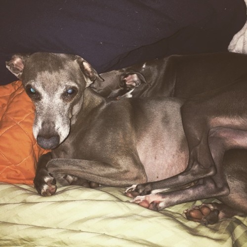 Trying to stay warm #ItalianGreyhound problems