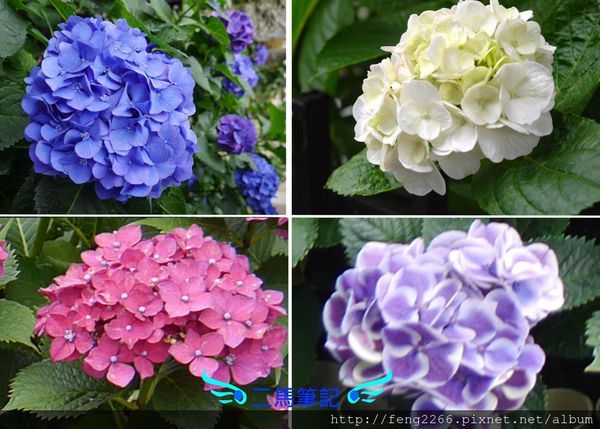 二馬筆記 東京祭典 白山神社紫陽花祭