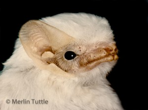 kramergate: magiashley:  magiashley: do you guys want to see a really good bat nobody answered but here you go anyway   his name is Merlin Tuttle 