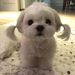 awwww-cute:  Pigtails (Source: https://ift.tt/2L6jFdI)