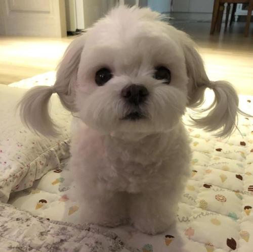 awwww-cute:  Pigtails (Source: https://ift.tt/2L6jFdI) adult photos