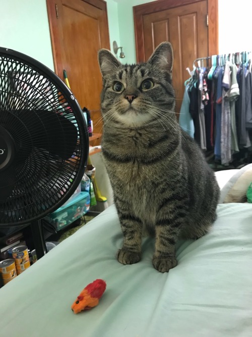 iloveurcat:  coolcatgroup:   itjustgotdarkinhere:   coolcatgroup:  Here’s my cat patiently waiting for me to throw her toy after she brought it to me  Now here is her reaction when I ask her if “she’s ready” before I throw it. She knows what it