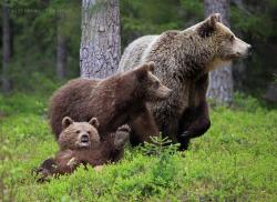 magicalnaturetour:  Bear (Ursus arctos) mother with cubs by Valtteri Mulkahainen