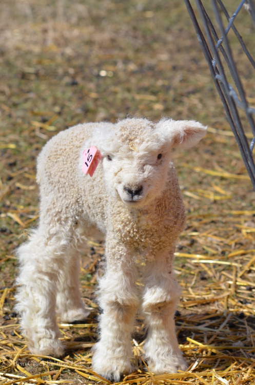 Romney ewe Lamb from the Bear Creek Ranch