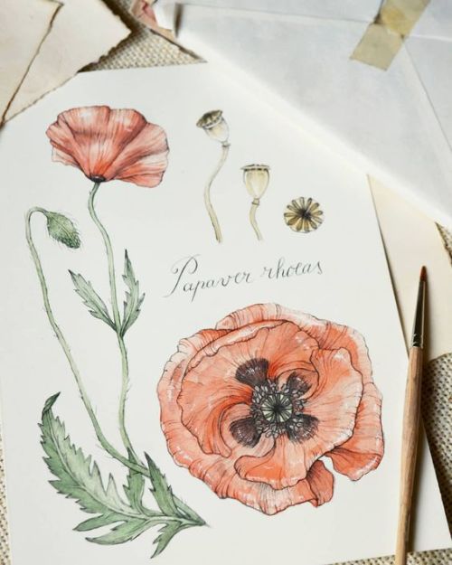 Papaver rhoeas - the common poppy