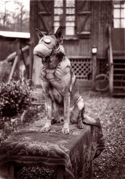  Dog with gas mask, 1917. via reddit 