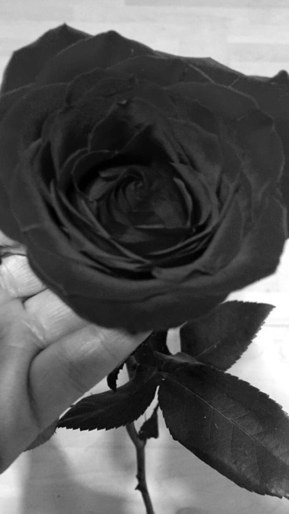 janethrs.tumblr.com/post/139533231832/