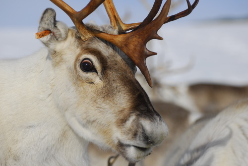 bbsrc:Did you know reindeers’ eyes change colour with Arctic seasons?Researchers have discovered the