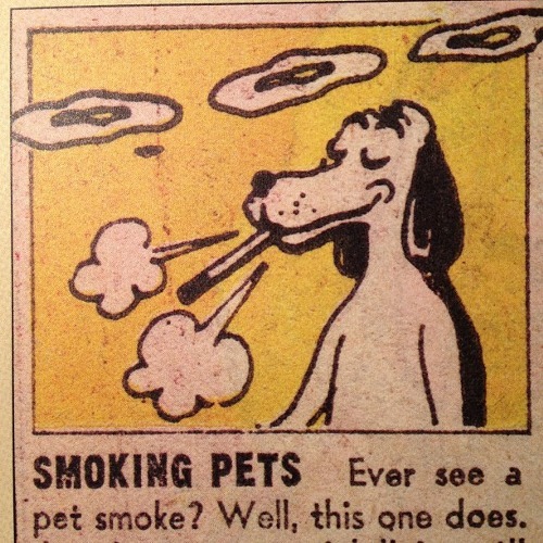 weedporndaily:  Pets on pot: is medical marijuana giving sick animals a necessary