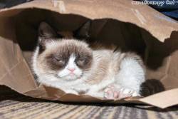 tardthegrumpycat:  The Daily Grump | March