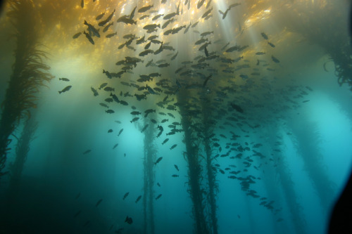whethervane: eruditionanimaladoration: thestarlighthotel: Kelp Forest by Lee Root i love this place,