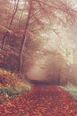 avenuesofinspiration:  Autumn Path | Source