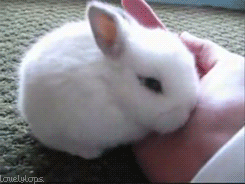 the-absolute-best-posts:  : gothiccharmschool: Bunnies! With wiffly noses!  Everyone, STFU and BUNNIES.