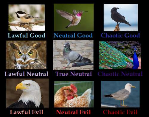 awkeward:rosehip-baby:Why is this accurateI knew I was the human equivalent of a pigeon.