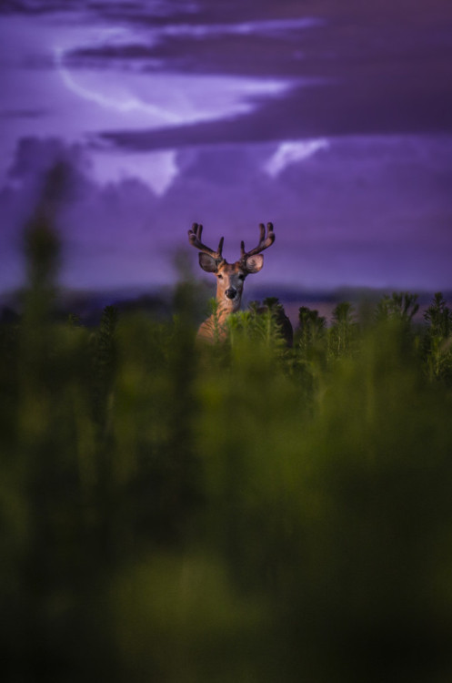  July Velvet [by Rockhouse Motion] 