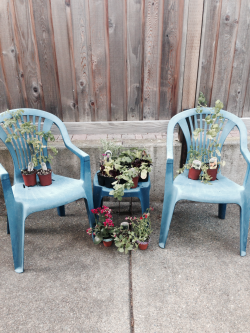 fortfox:  family portraiture, ft. new tomatoes.