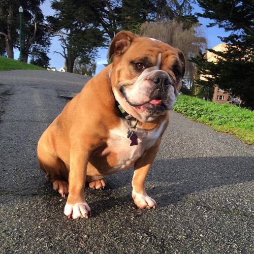 goldengategeorg:  There is that damn camera again! #bulldog #petsitting #dogsitting #alamosquarepark