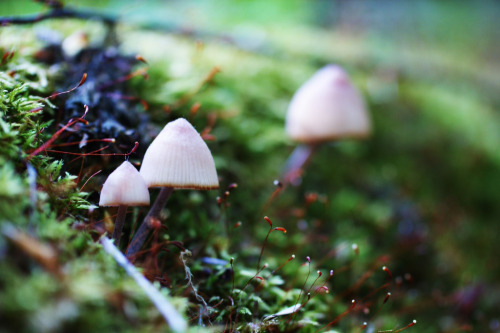 mushroomsandmosses: Mini Mush (by KrisW1170)