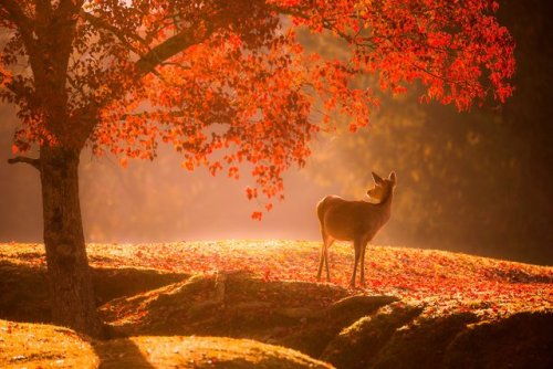 Golden glow, autumn leaves and shika deers in Nara park. Absolutely perfect seasonal shots by @v0_0v
